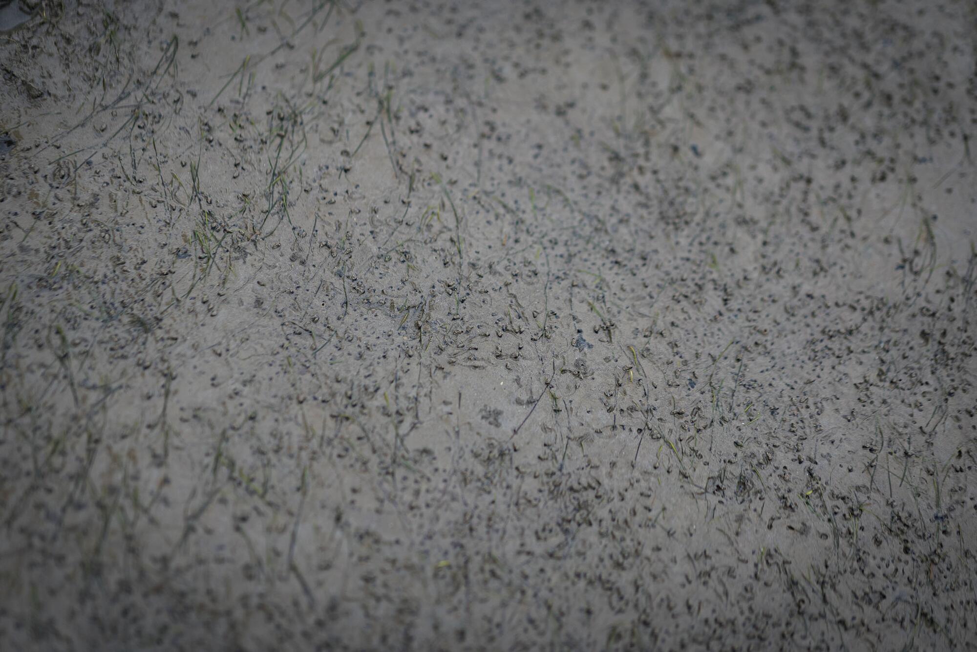 Red Natura 2000 mar de wadden 2